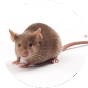 brown mouse