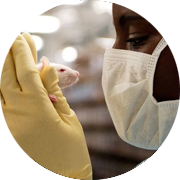 animal technician working with research models in an isolator using ICM