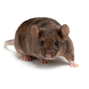Charles River drug discovery uses large compound libraries and high throughput screening (HTS) technology for the identification of hit compounds and assay development.