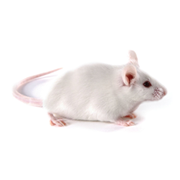 illustration of genetic engineering and gene manipulation used in CRISPR Cas 9 technology