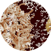 Immune system reactions against drug.