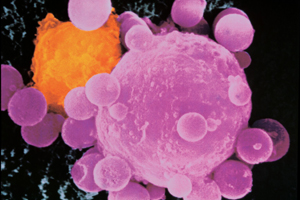 Radiation can be used as a therapeutic regimen in oncology, or as a research tool to study the harmful effects.
