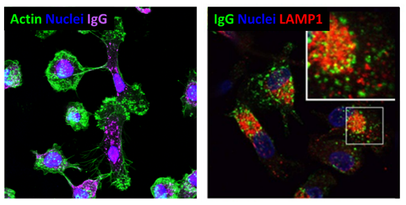 Confocal imaging analysis for dendritic cell assays.