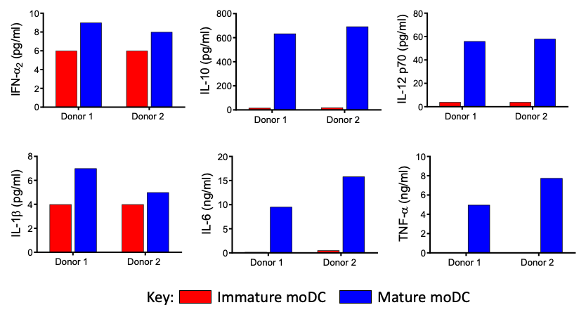 Analyze of cytokines production in immature and mature moDC culture, overnight.