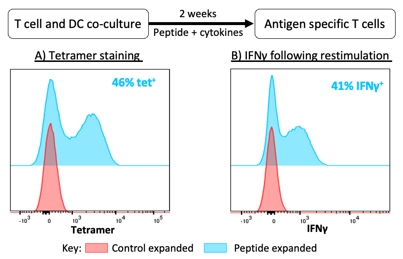 Results of detection of antigen specific T cells and IFNγ expression by flow cytometry in a T cell & moDC coculture.