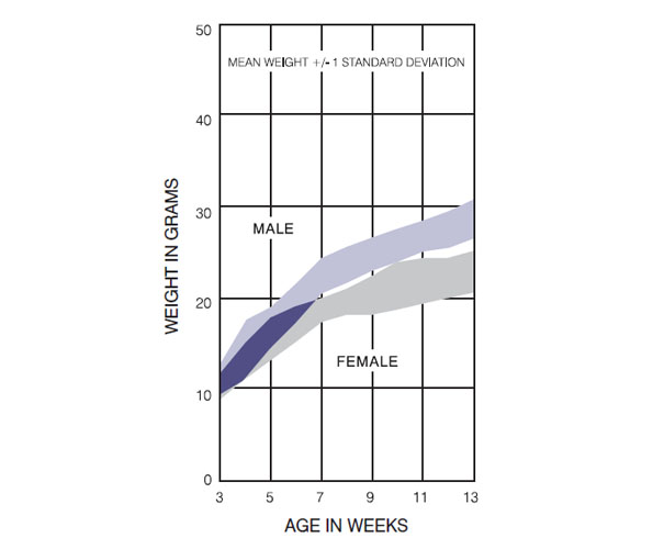 FVB Mouse Germany Growth Chart
