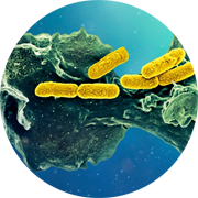 Illustration of bacteria