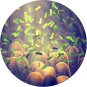 Illustration of Gastrointestinal Infections cells