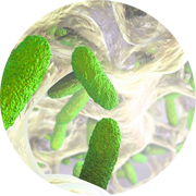 Antibiotic-resistant infectious agent in lab mice