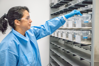female vivarium animal technician checking an isolator