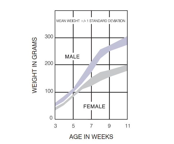 Lewis Rat Germany Growth Chart