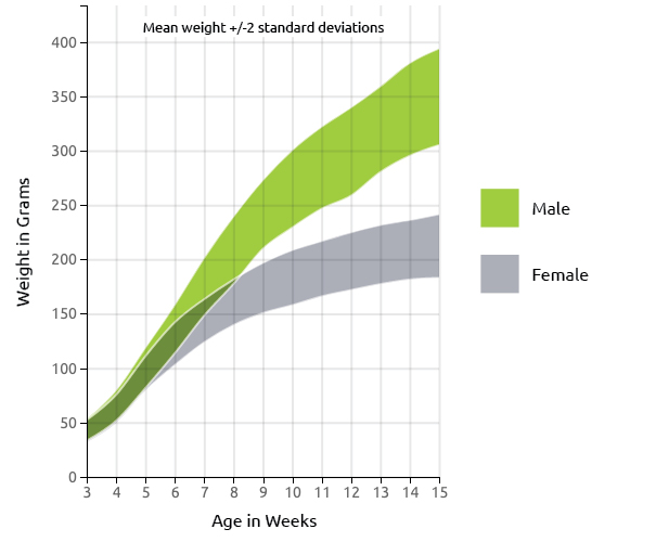 Lewis Rat US Growth Chart