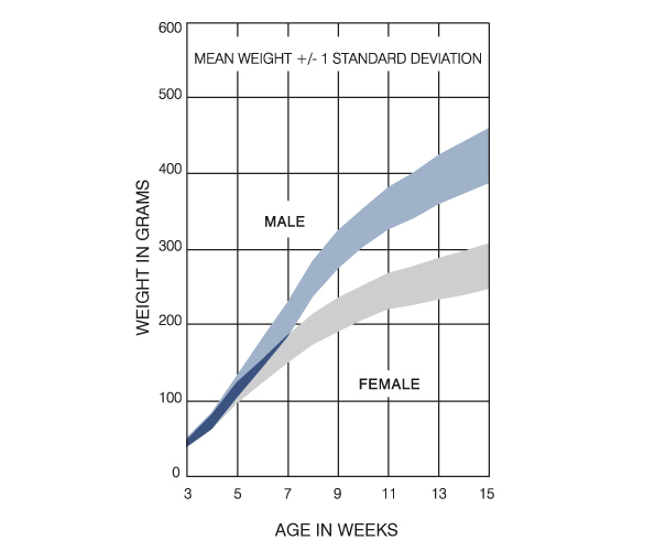 Long Evans Rat Italy Growth Chart