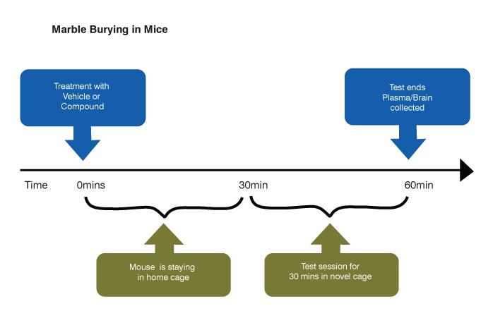 study paradigm of marble burying test in mice