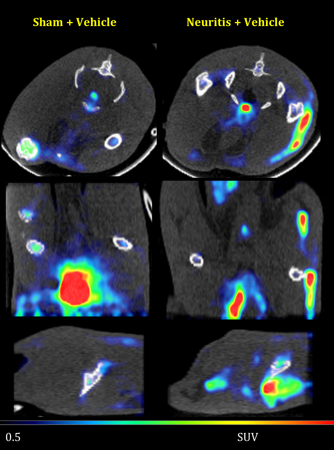 Sciatic Inflammatory Neuritis (SIN) Models Validation Data PET scan imaging.