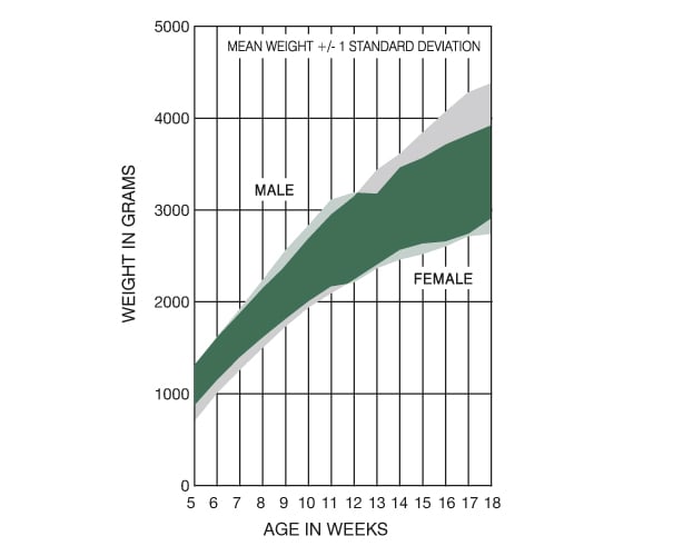 New Zealand White Rabbit France Growth Chart