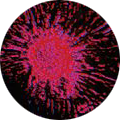 in vivo efficacy models, for example breast cancer models, can be used to evaluate potential anti-cancer compounds