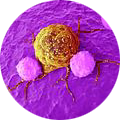 In vivo pharmacodynamic (PD) screens allow the function to be evaluated, and whether the is immune modulation, before entering disease specific models