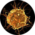 Predictive immunotoxicology assays and models mitigate risk of oncology drug discovery by identifying potential unwanted immune reactions