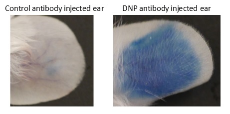 photos of control antibody injected ear and DNP antibody injected ear in passive cutaneous anaphylaxis animal model