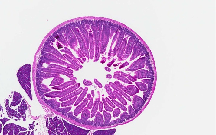 Duodenum transverse section from a mouse in the control group of an acute intestinal inflammation study