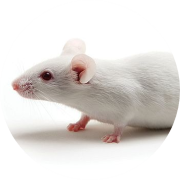 humanized mice are immunodeficient models used in studies for immuno-oncology and infectious disease research.