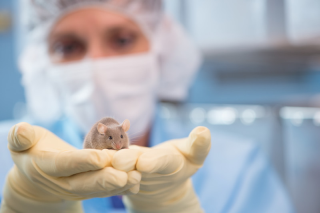 animal research technician holding a mouse in gloved hands