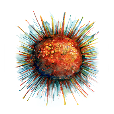 Watercolor of human serum