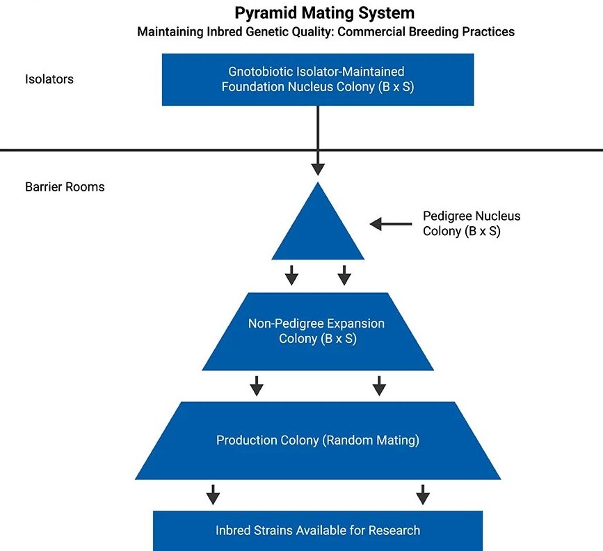 Pyramid Mating System Maintaining Inbred Genetic Quality: Commercial Breeding Practices