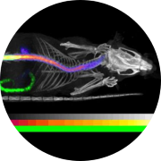 Charles River offers preclinical imaging and in vivo imaging solutions for drug and device developers, such as radiochemistry, which is an important aspect of imaging for preclinical studies to know the correct radioisotope for specific chemical entities.