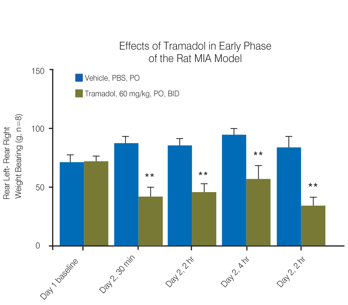 Effects of Tramadol in Early Phase of the Rat MIA Model