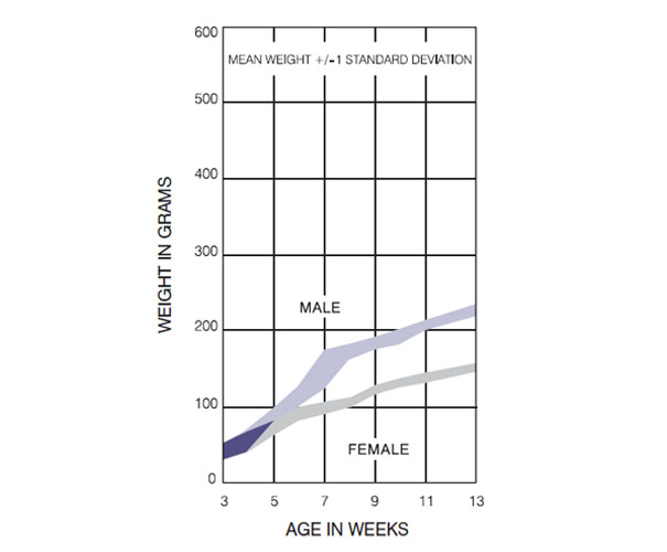 WAG Rat Italy Growth Chart