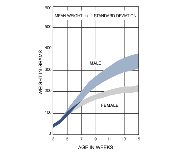 Wistar Han IGS Rat Germany Growth Chart
