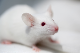 immunodeficient mice poster
