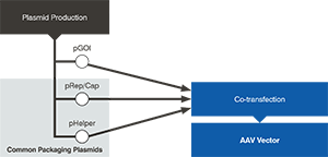 AAV HelperPlasmid common plasmids