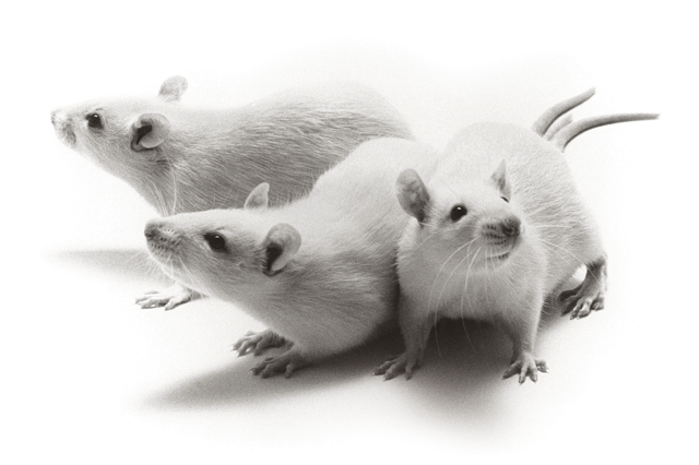 Three white laboratory mice positioned on a white background, symbolizing advancements in biomedical research