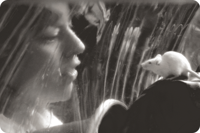 Researcher closely observing a laboratory mouse through a transparent enclosure, highlighting the connection between scientific study and animal models.