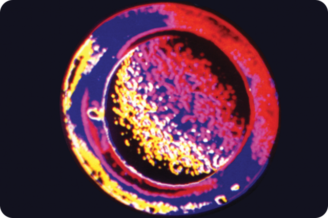 Close-up of a circular object with vibrant red, yellow, and purple thermal imaging patterns against a dark background.