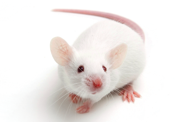 White laboratory mouse with pink ears, nose, and tail, sitting on a white surface.