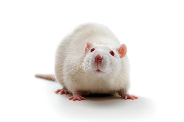 A white laboratory rat with red eyes looks directly at the camera.