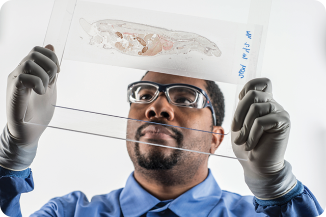 Scientist wearing safety glasses and gloves examining a transparent slide with a biological sample.