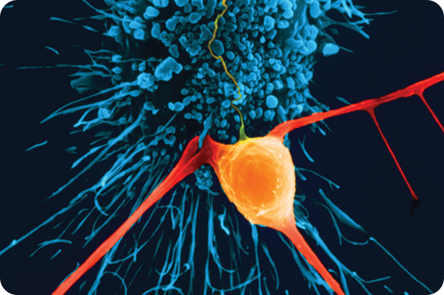 A close-up view of a highly detailed, vibrant blue cellular structure with orange spherical elements.