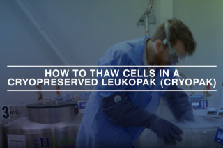 still image from how to thaw a cryopreserved leukopak video
