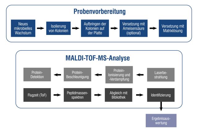 Eine Veranschaulichung des MALDI-TOF-Mechanismus