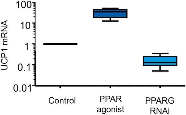 Chart showing validation of the Browning/UCP1 mRNA assay in human primary adipocytes