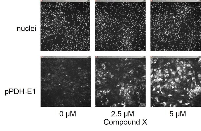 Chart showing Reference compound performance in PDH activity assay