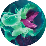 The anti-infective role of the immune system on E.coli infection, the immune system shown is further studies in our infectious disease in vivo pharmacology studies and in vitro assays.
