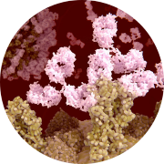 Human cells that are used in research for our Immunology in vivo pharmacology studies and our in vitro assays.