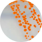 Cell culture of Neutropenic Thigh Infection Model