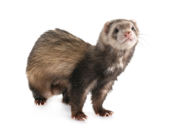 ferret